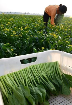 河南 科技賦能水產(chǎn)養(yǎng)殖，農(nóng)產(chǎn)品流通跑出加速度